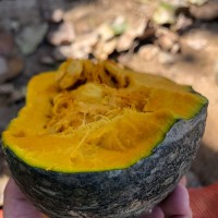 實(shí)惠沙漠板栗南瓜老南瓜甜糯非小南瓜輔食10斤批發(fā)速賣通代發(fā)跨境